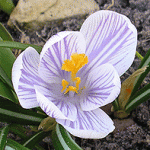 crocus_5.gif