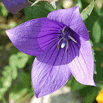 platik_2.gif