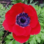 anemon_2.gif