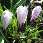 crocus_2.gif