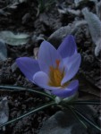 IMG_9858.JPG