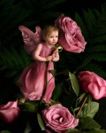 530_1_Rose_Fairy.jpg