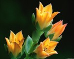 echeveria.jpg