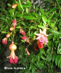 punica.jpg
