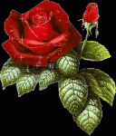 rose,gif.gif